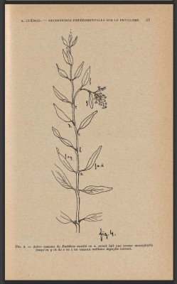 Bulletin de la société botanique de France, tomes 89-90, 1942