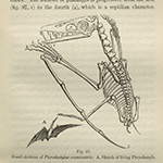 Paleontology or A systematic summary of extinct animals and their geological relations, Richard Owen, 1860