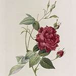 Les Roses, par Pierre-Joesph Redouté, peinte de fleurs, avec le texte par Cl.-Ant. Thory
