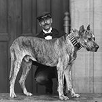 Animaux présentés à la consultation, 1900, Ecole nationale vétérinaire d’Alfort